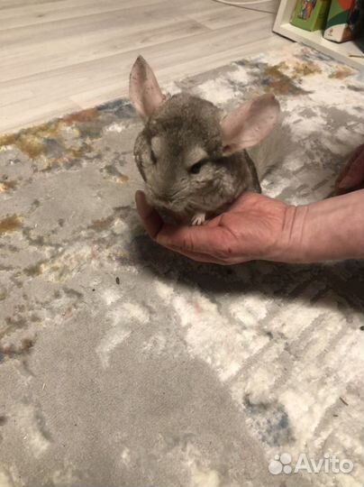 Шиншиллы