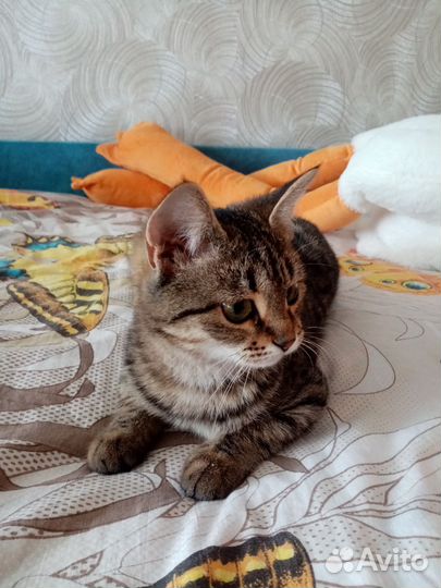 Кошка