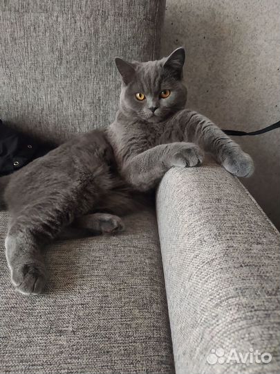 Британский кот вязка