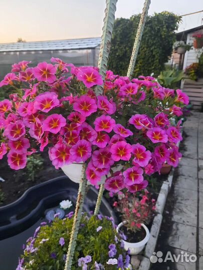 Вегетативные черенки