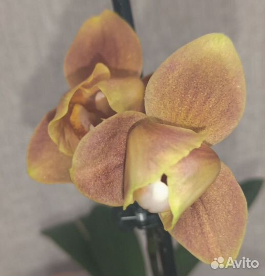 Орхидея brion peloric, цветёт, брион пелорик