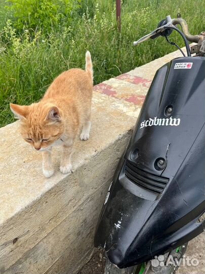 Suzuki address 65