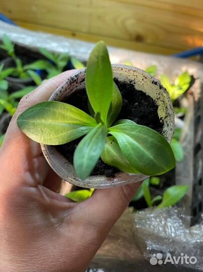 Эустома рассада