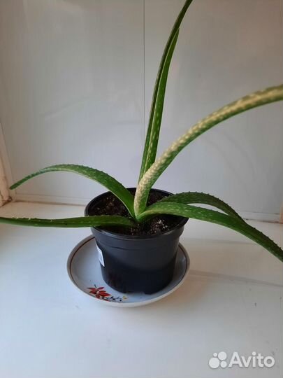 Алое вера лечебный