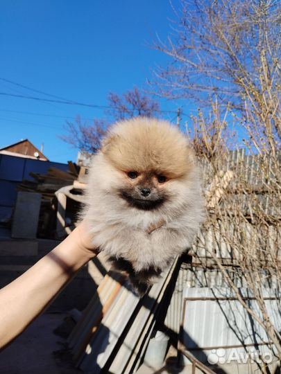 Померанский шпиц