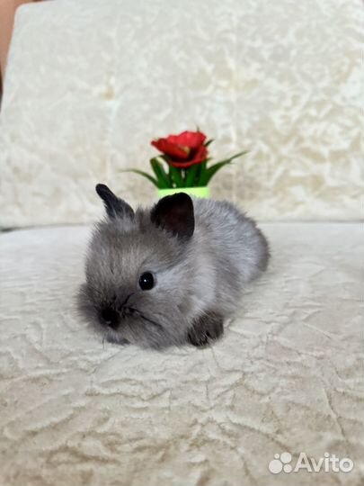 Декоративные кролики