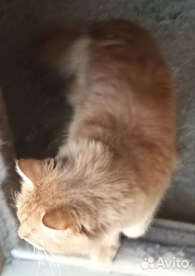 Котик в добрые руки
