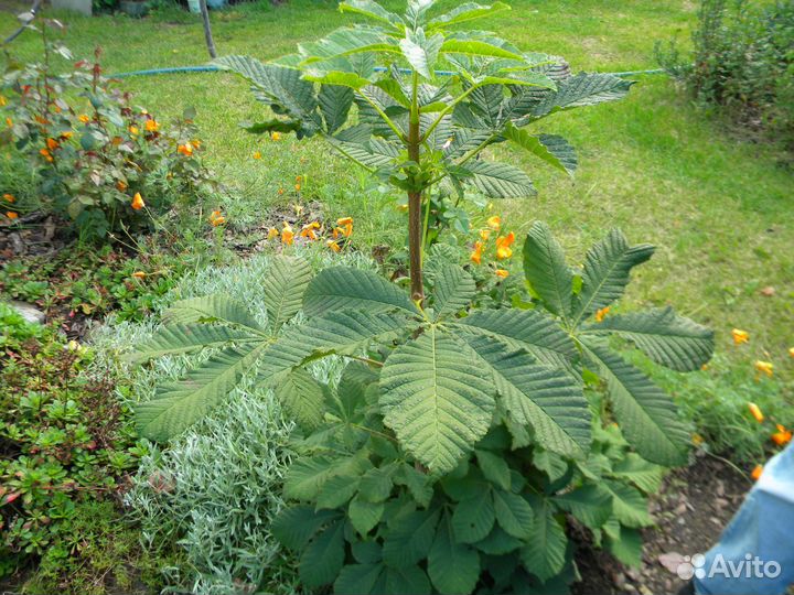 Саженцы Каштана конского