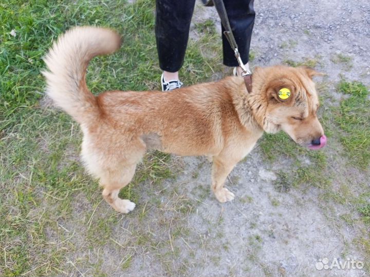 Собака в добрые руки