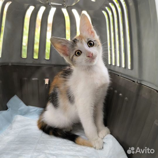 Котенок девочка трехцветка 2 мясяца в дар