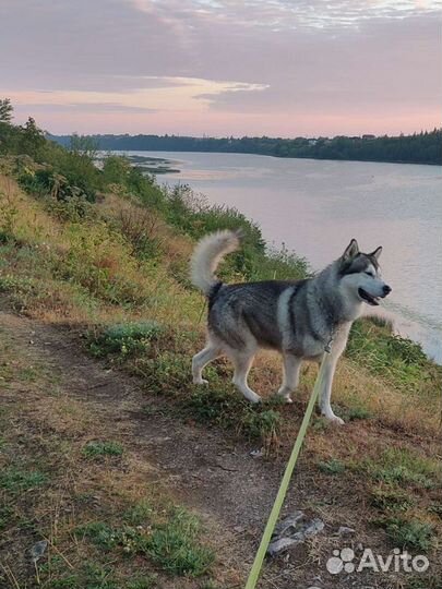 Аляскинский маламут