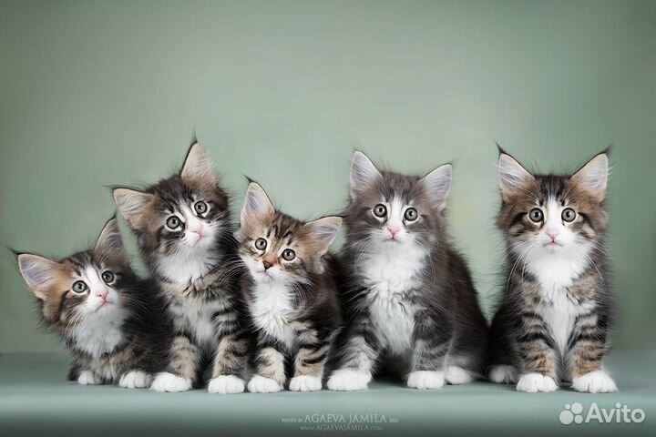 Норвежская лесная - гармония во всем