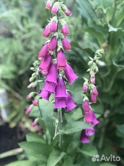 Растения для сада