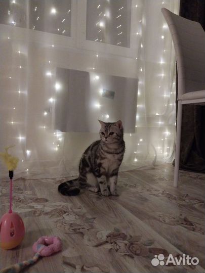 Шотландская кошечка