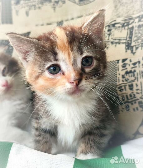 Котенок в добрые руки