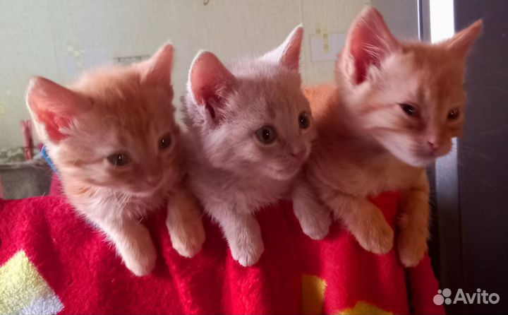 Котята отдам бесплатно