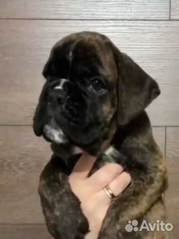 Боксер-это навсегда