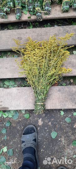 Травы для бани. Зоопарки для бани