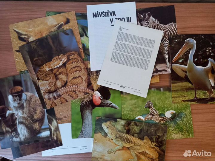 Наборы открыток Птицы