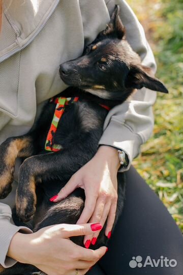 Щенки в дар