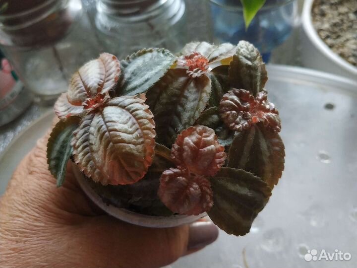 Комнатные растения