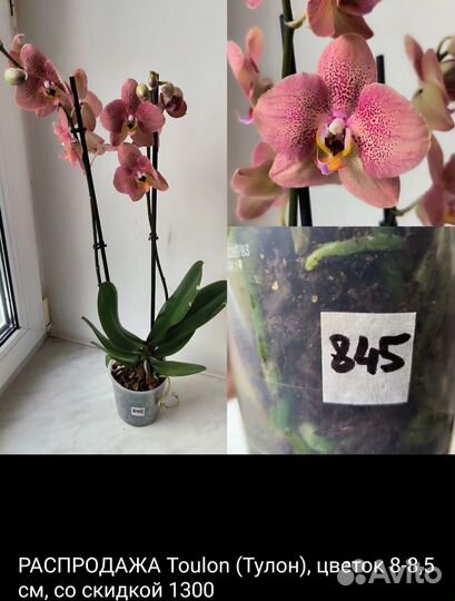 Орхидеи фаленопсис и каттлеи сортовые отцветашки
