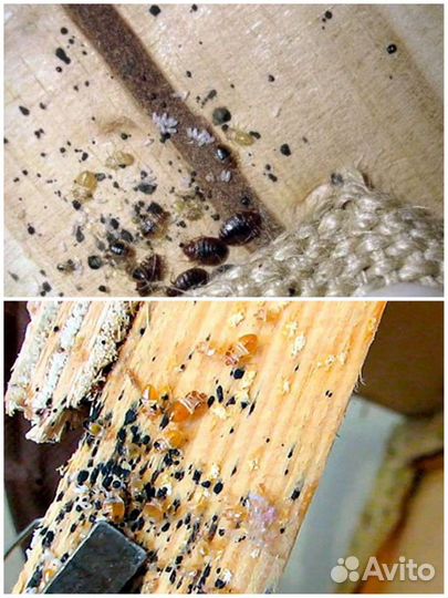 Уничтожить тараканов, клещей, ос, кротов, клопов