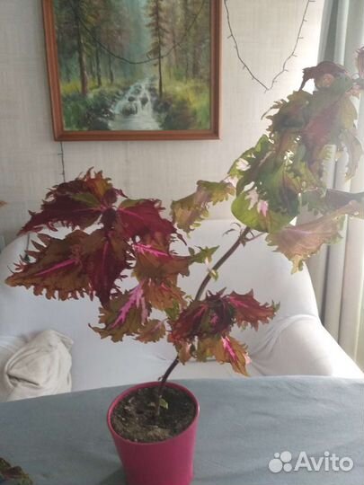 Комнатные цветы