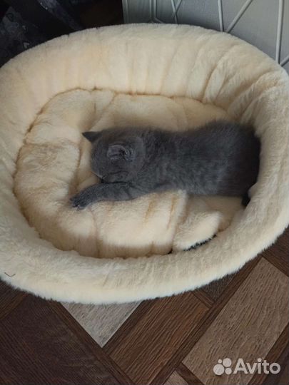 Британские котята