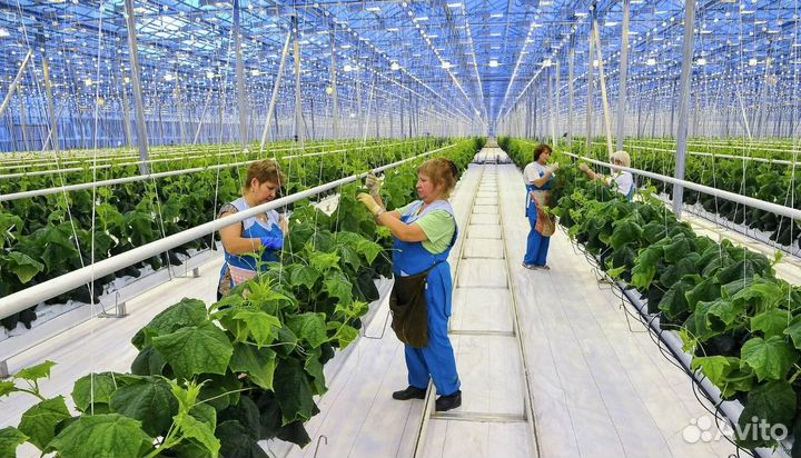 Подработка/Сборщики/цы-Упаковщики/цы в теплицы