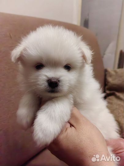 Щенки шпица