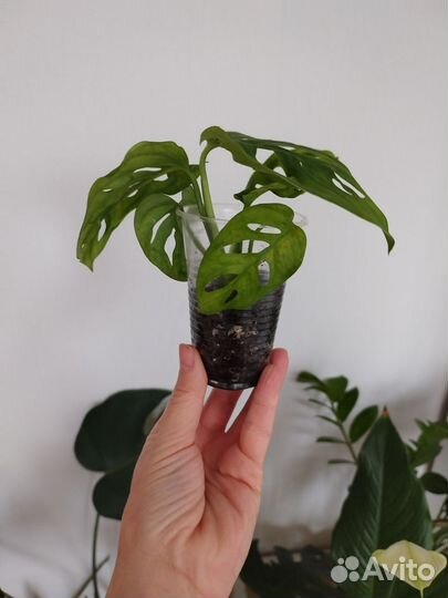 Монстера Манки