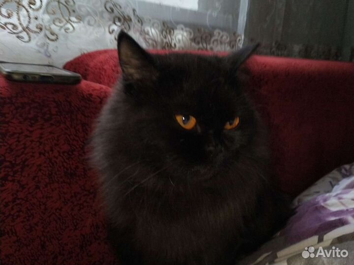 Передержка животных