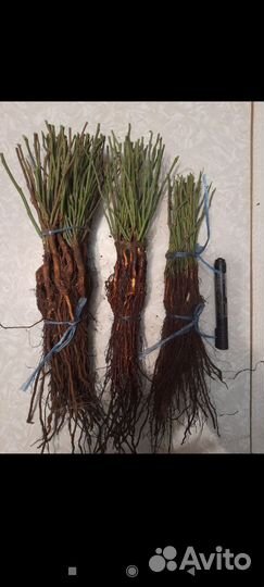 Корень шиповника