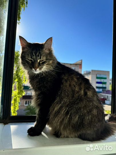 Кот в добрые руки