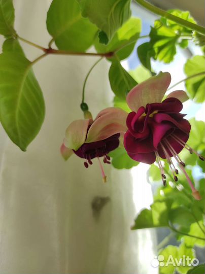 Фуксия Izabela Cieszynska