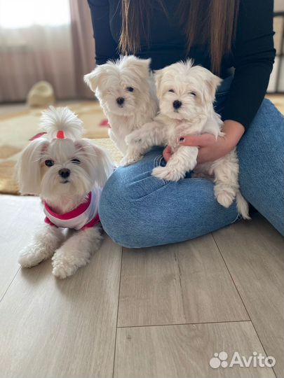 Мальтийская болонка мини