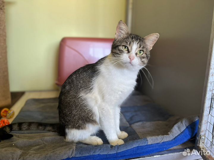 Кот Барсик 1 год