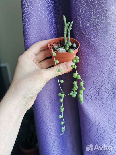 Крестовник, сенецио, церопегия вариегатная