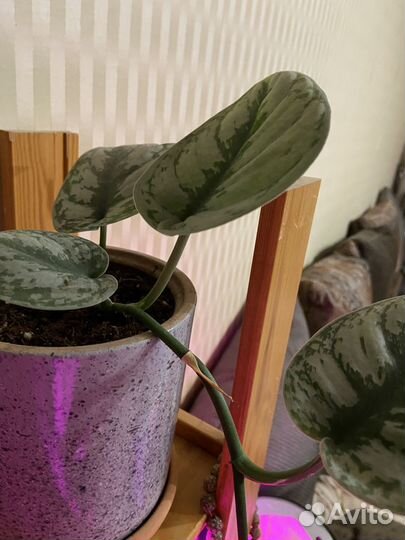 Стендапсус