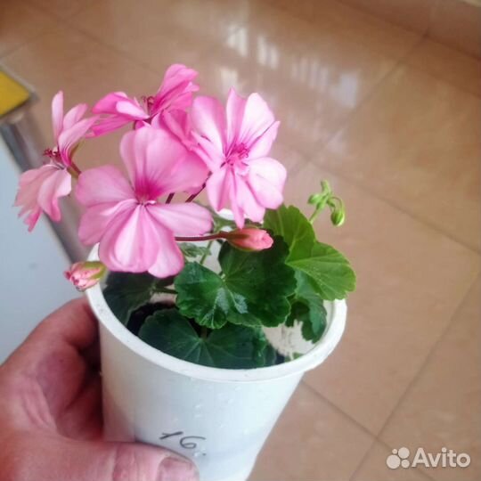 Герань пеларгония 50