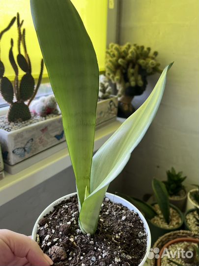 Сансевиерия бонселенсис