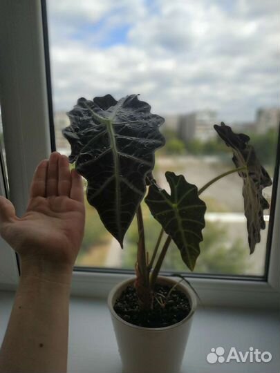 Алоказия