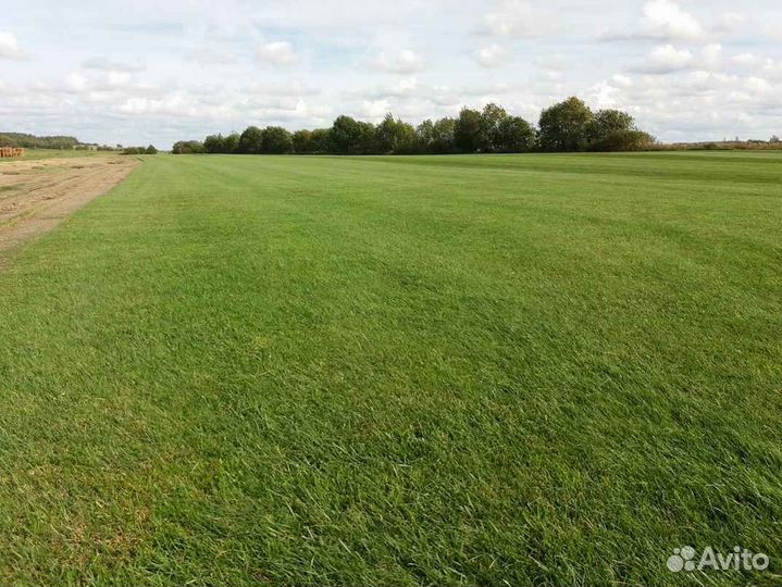 Рулонный газон элитный