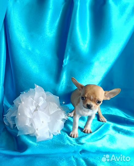Щенки чихуахуа мини