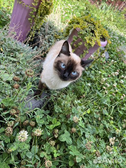 Котята от сиамской кошки