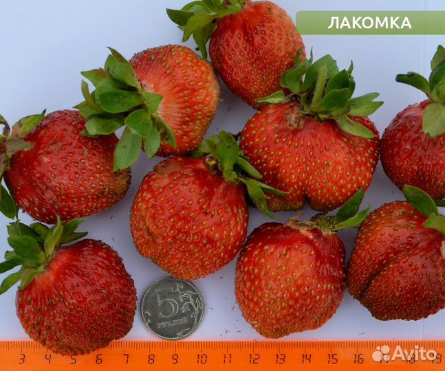 Рассада земляники