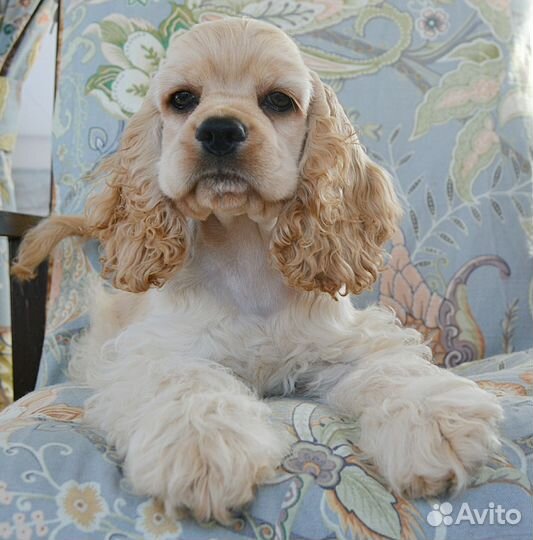 Девочка американский кокер спаниель