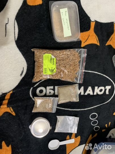 Улитки ахатины и ретикулята альбино