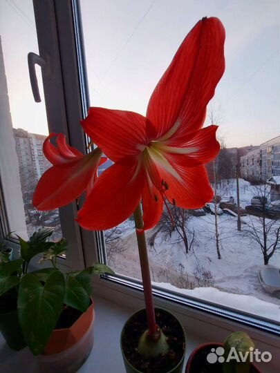 Гиппеаструм